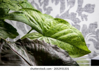 Syngonium Mojito Growing In Hydroponics Under Lamps