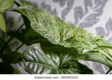 Syngonium Mojito Growing In Hydroponics Under Lamps