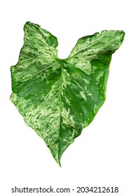 Syngonium Mojito Holland Leaves On White Background  