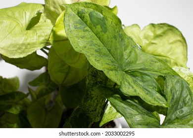 Syngonium Mojito Otherwise Known As Mottled Arrow