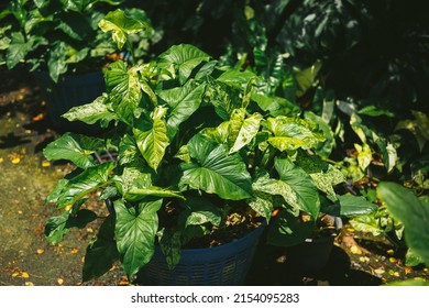 Syngonium Mojito Planted In A Basket