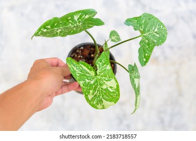 Syngonium Panda Galaxy In The Pot