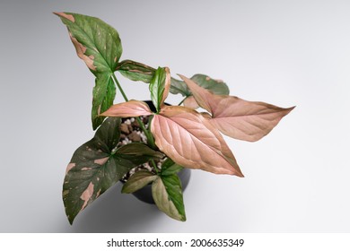 Araceae の画像 写真素材 ベクター画像 Shutterstock