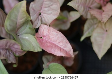 Syngonium Pink Spot In Black Pot With Nature Background. Plants Variegated, Pink Leaves And Dark Pink Spots. Close Up Spotted Tree For Gardening, Farm, House Decor. Creeper Houseplants, Climb Up.