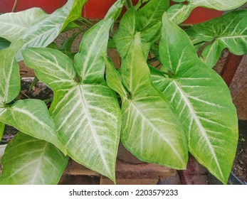 Syngonium Plants Are The Most Commonly Cultivated Species In The Syngonium Genus. Also Known As Arrowhead Because The Shape Of The Leaves Is Similar To The Head Of An Arrow