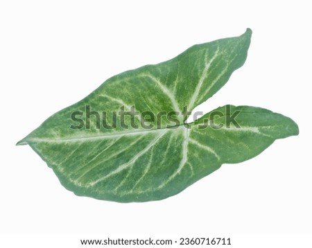 Syngonium podophyllum or arrowhead vine, arrowhead plant, leaves. Isolated on white background. Close up. Horizontal