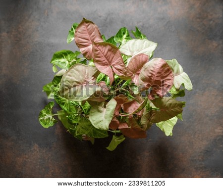Syngonium Podophyllum Mix with Pink Allusion and White Butterfly Species. Beautiful Plants with Pink Leaves Variegation on Brown Background