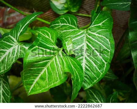Syngonium podophyllum is a popular houseplant. Common names include: arrowhead plant, arrowhead vine, arrowhead philodendron, goosefoot, nephthytis, African evergreen, and American evergreen