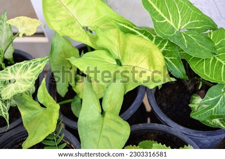 Syngonium podophyllum is a species of aroid, and commonly cultivated as a houseplant. Common names include arrowhead plant, goosefoot, and arrowhead philodendron.
