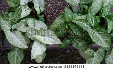 Syngonium podophyllum is a species of aroid that is a popular houseplant. Common names include: arrowhead plant, arrowhead vine, arrowhead philodendron, goosefoot, nephthytis, African evergreen