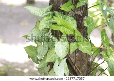 Syngonium podophyllum, a tropical plant in Indonesian. Beautiful green background in the tropical garden of Syngonium podophyllum leaves, top view.