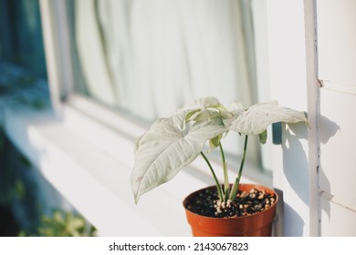 Syngonium Podophyllum Is Variegated Plant White And Green Color In The Pot.