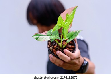 Syngonium Red Spot Tricolor In The Pot