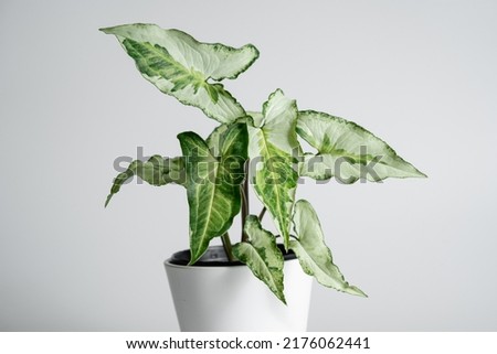 Syngonium Three King plant with white ceramic pot in isolated white background. 