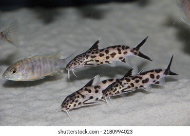 Synodontis Polli White Aus Dem Tanganjika Stock Photo 2180994023 ...