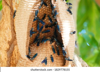 Synoeca cyanea wasps in the tropical forest. Commonly known as warrior wasps or drumming wasps, they are known for their aggressive behavior. Wasp nest in a mango tree in Solimões, Pará, Brazil.