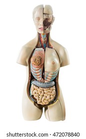 Synthetic Human Torso Model With Organs Isolated On White Background