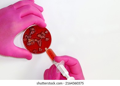 Synthetic Meat Cultured In The Laboratory Of Biotechnology From Cow Adult Stem Cells