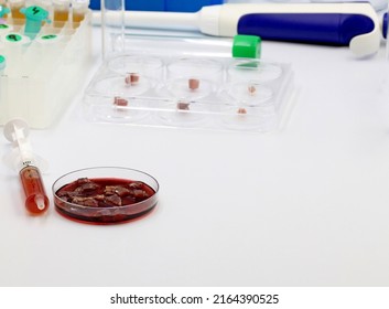 Synthetic Meat Cultured In The Laboratory Of Biotechnology From Cow Adult Stem Cells.
Lab Grown Meat Concept .