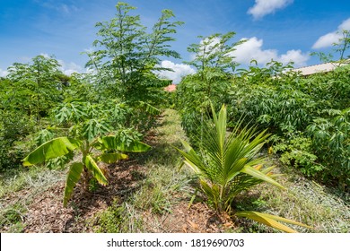Syntropic farming on the Caribbean island of Curacao 