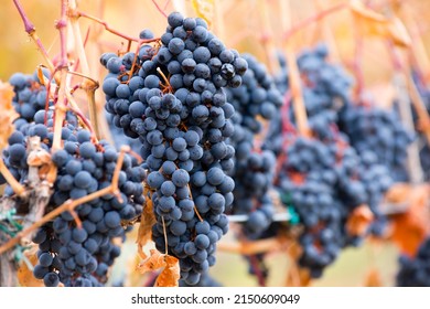 Syrah, also known as Shiraz, is a dark-skinned grape variety grown throughout the world and used primarily to produce red wine. - Shutterstock ID 2150609049