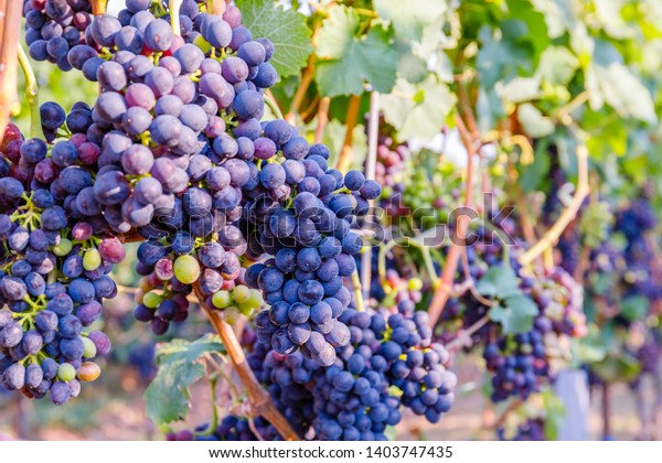 Syrah (\
Shiraz ) New vintage wine background concept, close up. Blue Wine\
grapes on  vine. Dark-skinned variety of grape for red wine, \
German Wine Road, Rhineland Palatinate, Germany.\
