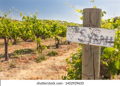 Syrah Sign On Wooden Post In A Grape Vineyard.