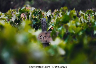 Syrah Vineyards In Central Chile