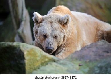 Syrian Brown Bear