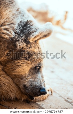 Syrian brown bear close up background