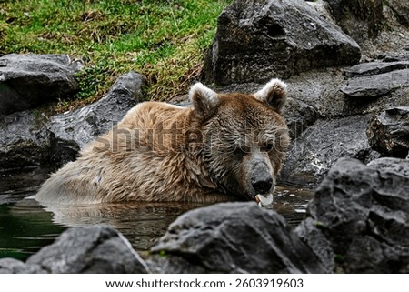 Syrian brown bear eats apple on the lawn. Latin name - Ursus arctos syriacus
