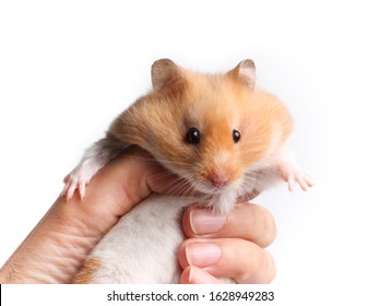 Syrian fluffy hamster (Mesocricetus auratus). The rodent is held in the hand. Photo on a white background.