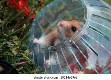 a Syrian hamster in a hamster ball