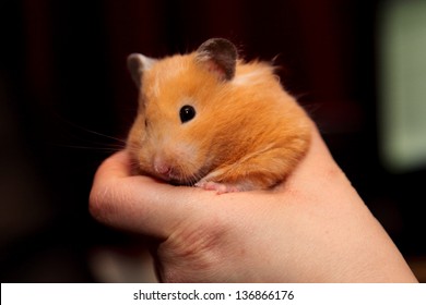 Syrian Hamster Being Held. (Mesocricetus Auratus)