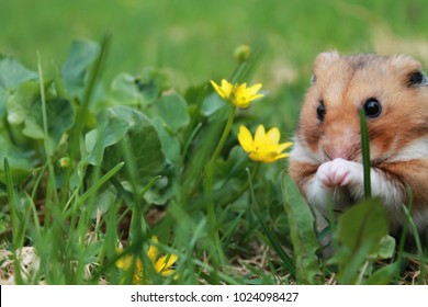 Syrian hamster in the bosom of nature