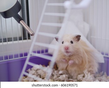 Syrian hamster in a cage.