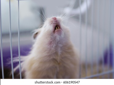 Syrian hamster in a cage. Syrian hamster in a cage. The teeth of hamster closeup.
