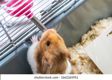 Syrian Hamster Drinking From Her Water Bottle