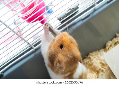 Syrian hamster drinking from her water bottle