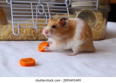 536 Hamster eating a carrot Images, Stock Photos & Vectors | Shutterstock