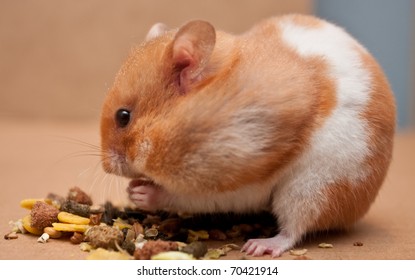 Syrian Hamster Eating Grain