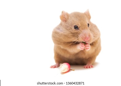 Syrian hamster eating leafs isolated on white