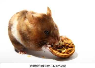 Syrian hamster eating a walnut
