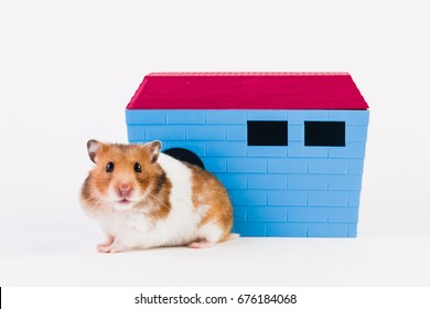Syrian hamster with house, isolated on white background.