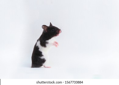 syrian hamster isolated on a white background