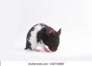 syrian hamster isolated on a white background