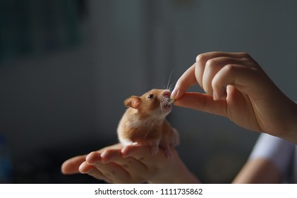 Syrian Hamster Life