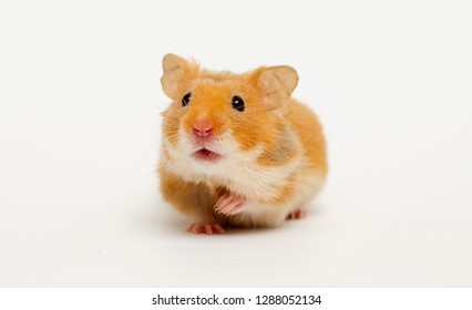 Syrian hamster looking 
