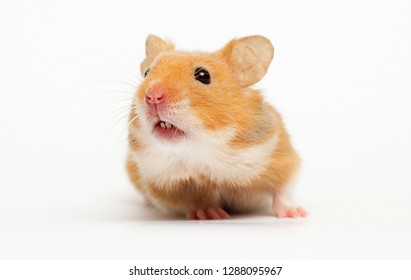 Syrian hamster looking 