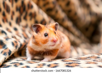 Syrian hamster (Mesocricetus auratus) Golden hamster